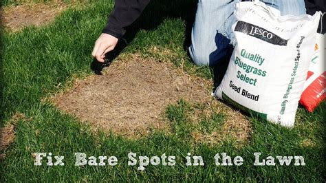 How To Seed And Repair Bare Spots In The Lawn Youtube