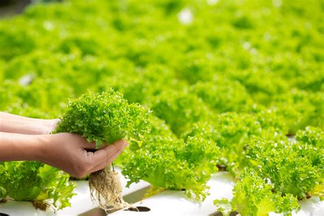 Hydroponics The Future Of Farming And Gardening
