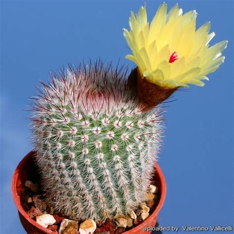 Many of these plants are subject to rot if too much of the stem is down in the soil. Cactus scopa