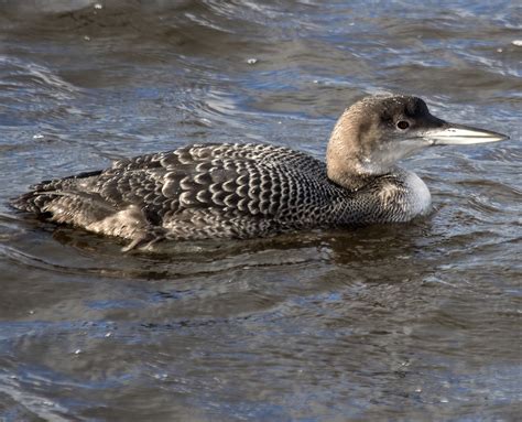 Common Loon Plumage And Appearance Loon Preservation Committee