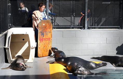 Marine Mammal Center Celebrates 40th By Saving Sea Lions Sfgate