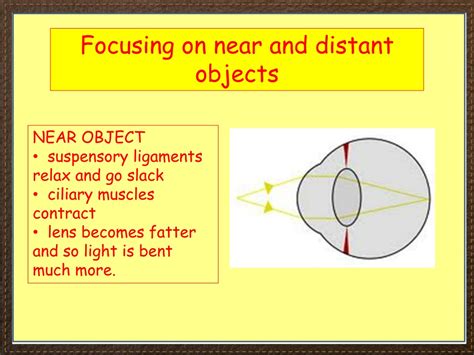 Ppt Igcse Biology Section 2 Lesson 8 Powerpoint Presentation Free