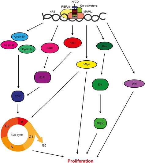 Frontiers Notch Signalling In Breast Development And Cancer