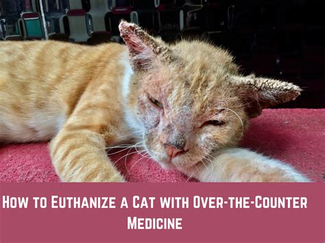 How To Euthanize A Cat With Over The Counter Medicine Pet Things Drill