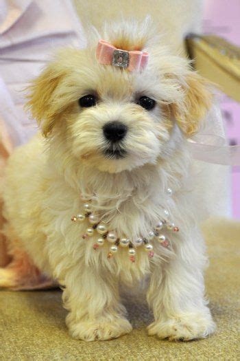 Practicing praise and creating a treat based reward system will result in both a happy puppy and a happy owner. Teacup Havanese | Havanese Teacup Puppies | Havanese ...