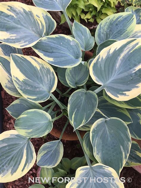 Hosta Aristocrat For Sale New Forest Hostas And Hemerocallis