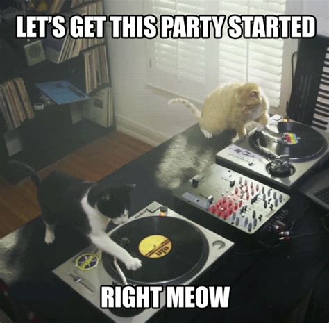 Cat Party GIFs Get The Best GIF On GIPHY