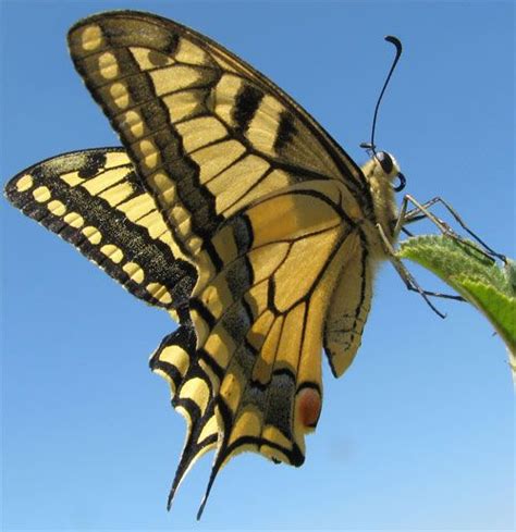 The Enchanting Common Yellow Or Oldworld Swallowtail Butterfly