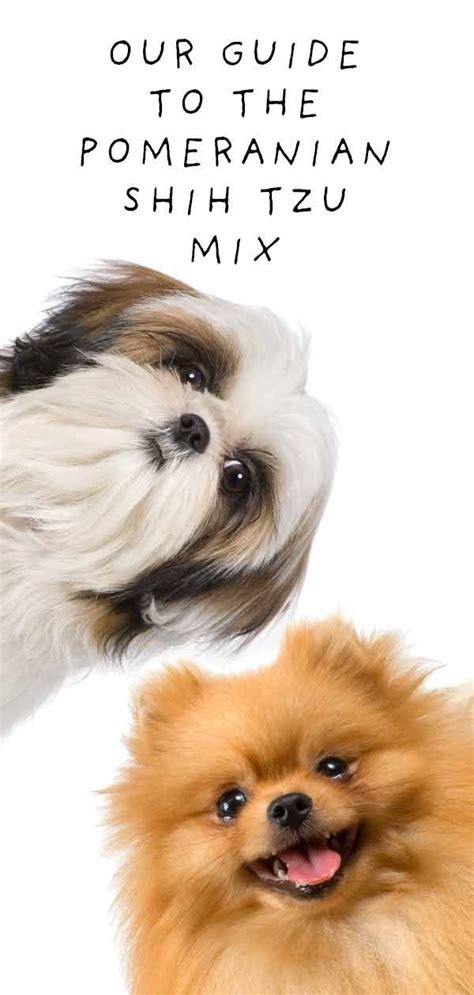 With both pomeranian and pekingese being intelligent dog breeds, you might think that their offspring will be a breeze to train. Pomeranian Shih Tzu Mix - Meet The Shiranian | Shih tzu ...