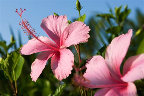 What's the definition of drooping branches in thesaurus? Hibiscus Flowers & How To Grow Them - Better Homes & Gardens