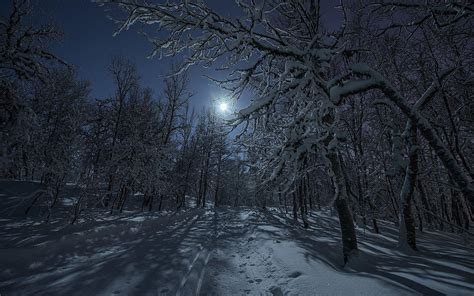 Night Winter Forest Wallpapers Wallpaper Cave