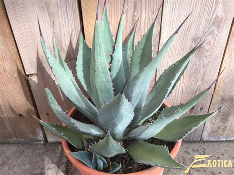 Borrowed from ancient greek ἀγαυή (agauḗ, agave), from ἀγαυός (agauós, noble, illustrious). Agave Neomexicana | Plantencentrum Exotica