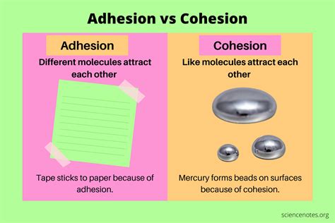 Describe The Difference Between Adhesion And Cohesion Dianakruwyates