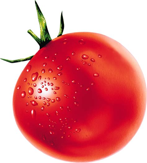 Tomato Png Transparent Image Download Size 1492x1659px