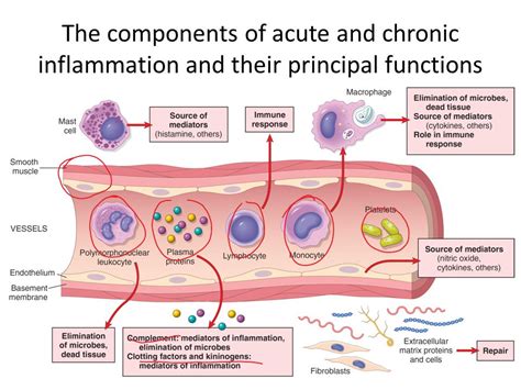 Acute Inflammation Science And Mechanism Of Acute Inflammation