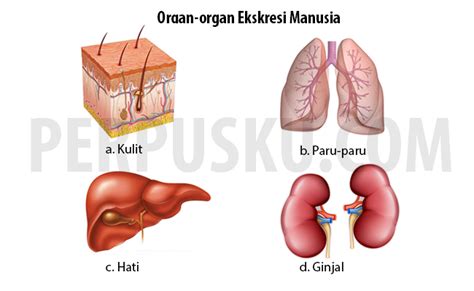 Ekskresi merupakan salah satu proses pengeluaran zat dari tubuh. Sistem Ekskresi pada Manusia