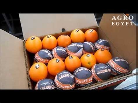 Navel orange or valencia orange / harvesting and tasting oragne from tree. Valencia Oranges - AgroEgypt - March 2016 - YouTube
