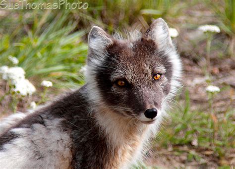 Arctic Fox Changing Its Coat Wildlife In Photography On Forums