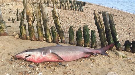 Hampshire Shark Beheaded After Washing Up On Beach Bbc News