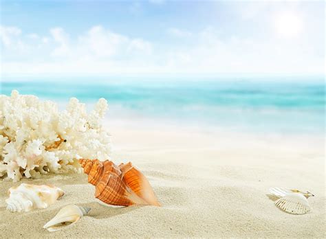 Hd Wallpaper Pearl In Shell Sand Sea Beach Shore Seashell Perl