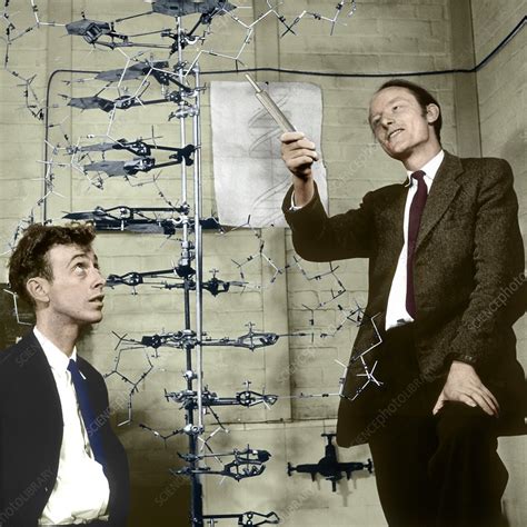 Watson And Crick With Their DNA Model Stock Image C038 6231