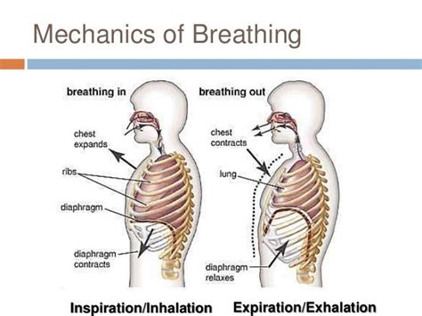 Chapter 22 Respiratory System 2 The Mechanics Of Breathing Singing