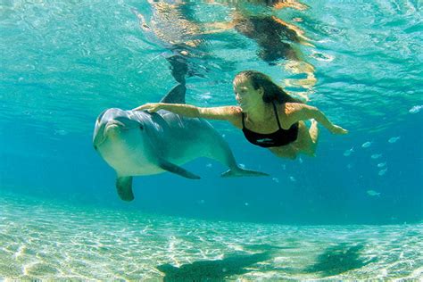People Swimming With Dolphins