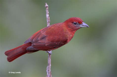 hepatic tanager id facts diet habit and more birdzilla