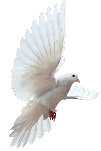 50 Dove Png Png Bepe Enthusiastic