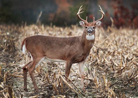 Pa Deer Hunting Season Set To Begin Early Saturday Heres Everything