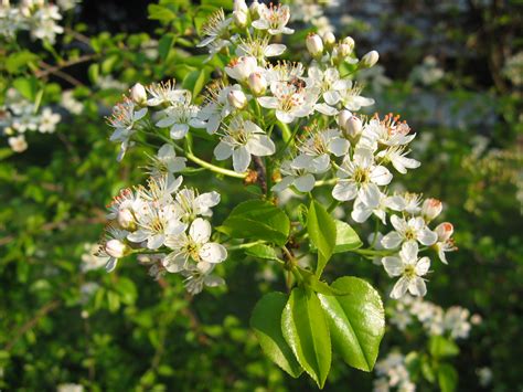 Die weißbunte duftblüte ist ein ilexähnlicher, weißbunter strauch mit herrlich duftenden blüten. Baum mit Fischgeruch - Baumkunde Forum
