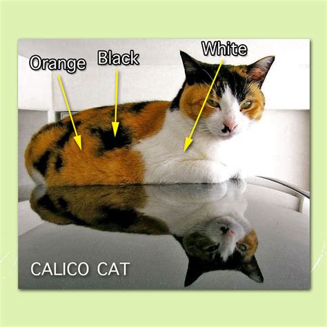 Calico Cat Facts For Kids Poc