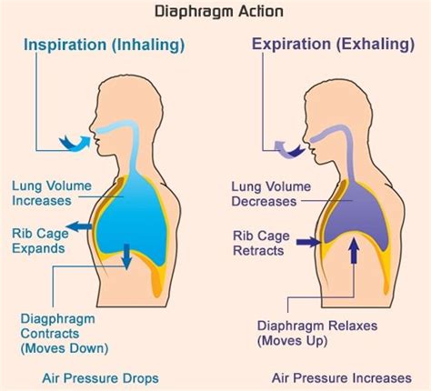 Breathing Process Leonelropboone