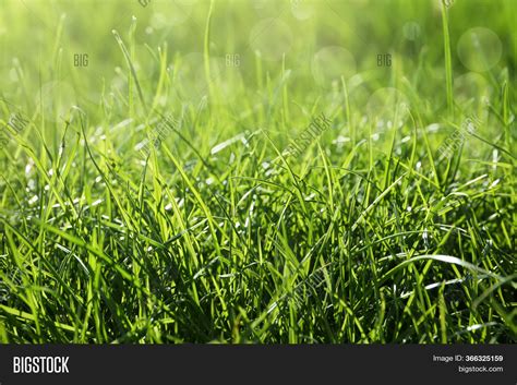 Lush Green Grass Image And Photo Free Trial Bigstock