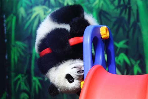 18 Amazingly Cute Pictures Of A Baby Panda Having Just About The Best