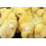 Chicks  Stock Image E764/0323 Science Photo Library