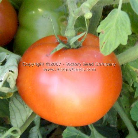 Ace 55 Vf Tomato Victory Seeds® Victory Seed Company