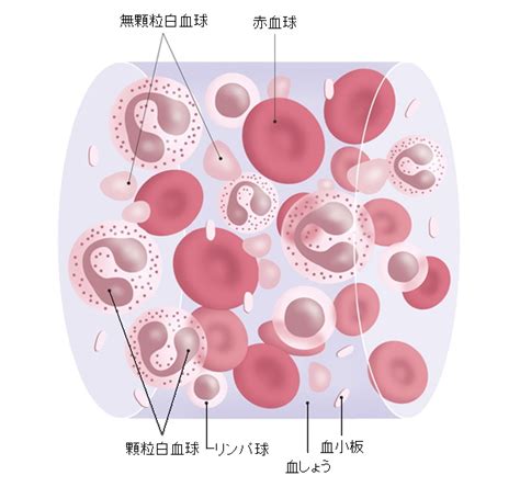血液・循環のお話し | 血液の成分 | 血液の循環 | 白血球 ・ 赤血 ...