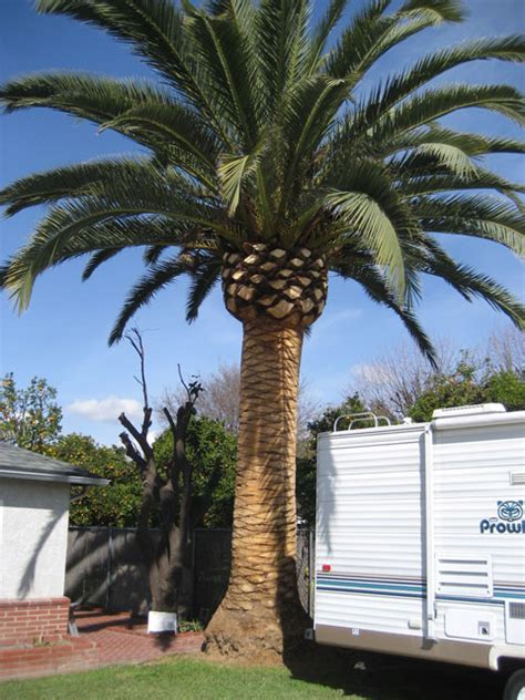 Gregory Palm Farms Wanted Canary Island Palm Trees