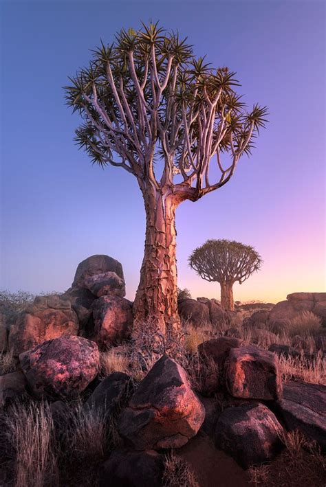 Quiver Trees In Namibia By Andrey Omelyanchuk On 500px Namibia Tree