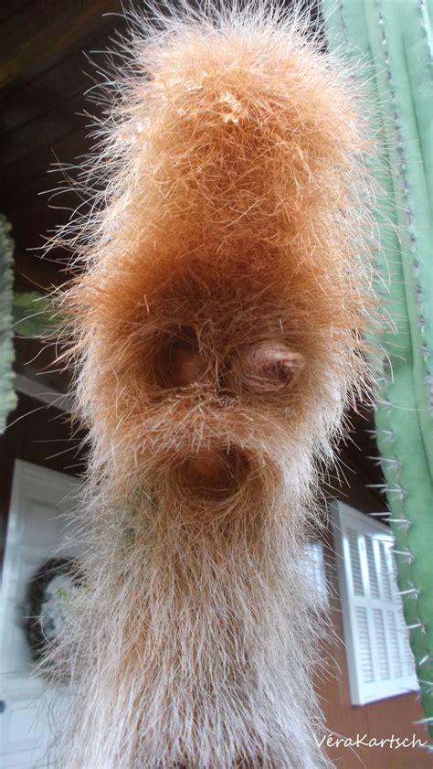 0 more photos view gallery. Cacto monstrinho... | чудики | Pinterest | Cactus ...
