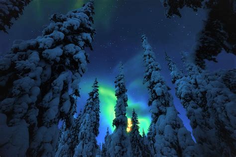 Aurora Borealis Over Snowy Forest Image Id 202124 Image Abyss