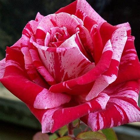 26 Gambar Bunga Mawar Pink Yang Indah Yang Mantul Informasi Seputar