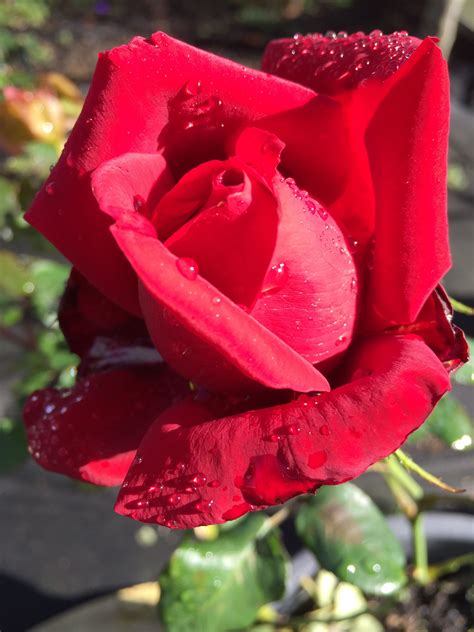 Hybrid Tea Rose Loving Memory 11 13 M Hybrid Tea Roses Tea