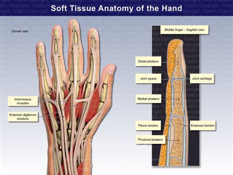 Soft Tissue Anatomy Of The Hand Trial Exhibits Inc