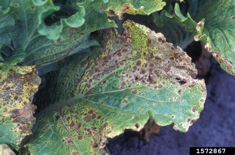Alternaria Leaf Spot And Head Rot Of Brassica Crops Umn Extension