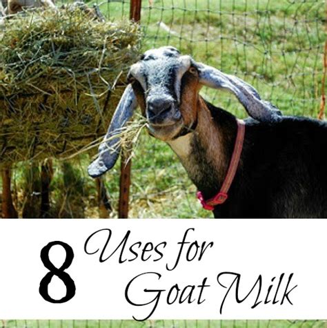 8 Uses For Goat Milk Oak Hill Homestead