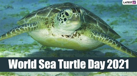 In fact, 12 teams participated in this tournament. World Sea Turtle Day 2021: 5 Super Interesting Facts About ...