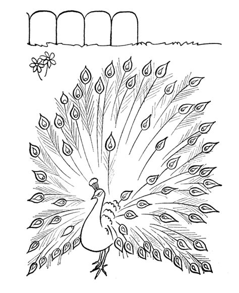 Color this tree peacocks seen from different angles. Free Printable Peacock Coloring Pages For Kids