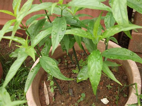 Future organics was established with an objective to serve food that is completely natural and organic with no pesticides or preservatives. Sabah Snake Grass Dealer Singapore: Pictures of Sabah ...